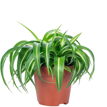 Grünlilie 'Bonnie' - pflegeleichte Zimmerpflanze, Chlorophytum Comosum