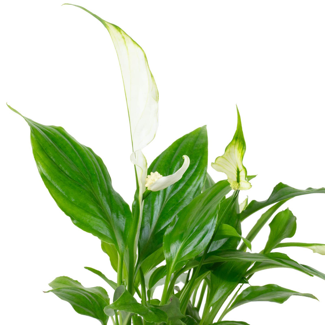 Einblatt weiß - pflegeleichte Zimmerpflanze, Spathiphyllum Yess