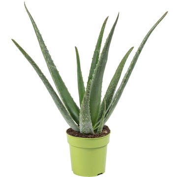Echte Aloe - pflegeleichte Zimmerpflanze, Aloe vera - Höhe ca. 35 cm, Topf-Ø 12 cm