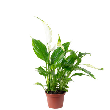Einblatt weiß - pflegeleichte Zimmerpflanze, Spathiphyllum Yess