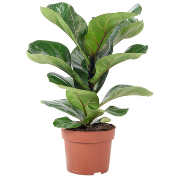 Geigenfeige - pflegeleichte Zimmerpflanze, Ficus Lyrata Bambino